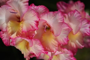 Gladiolus Flowers Together